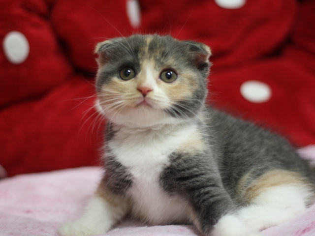 スコティッシュフォールドの子猫画像