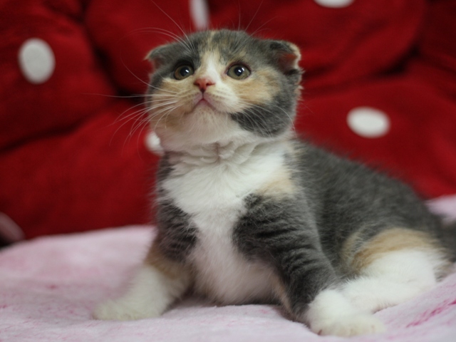 スコティッシュフォールドの子猫画像