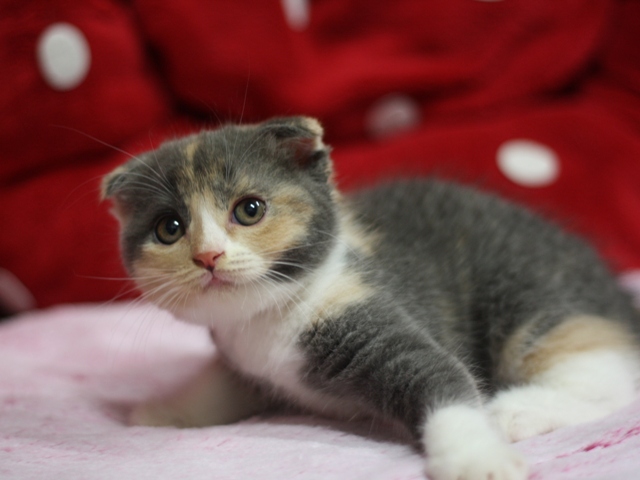 スコティッシュフォールドの子猫画像