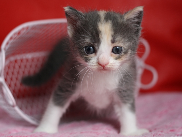 スコティッシュフォールドの子猫画像