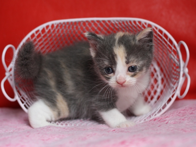 スコティッシュフォールドの子猫画像