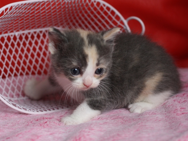 スコティッシュフォールドの子猫画像