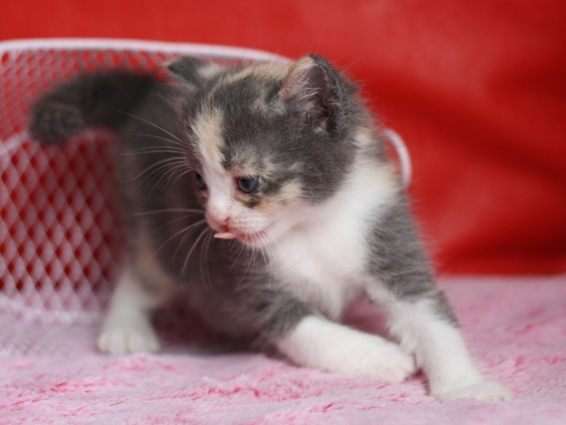 スコティッシュフォールドの子猫画像