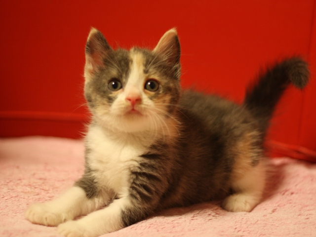 スコティッシュフォールドの子猫画像