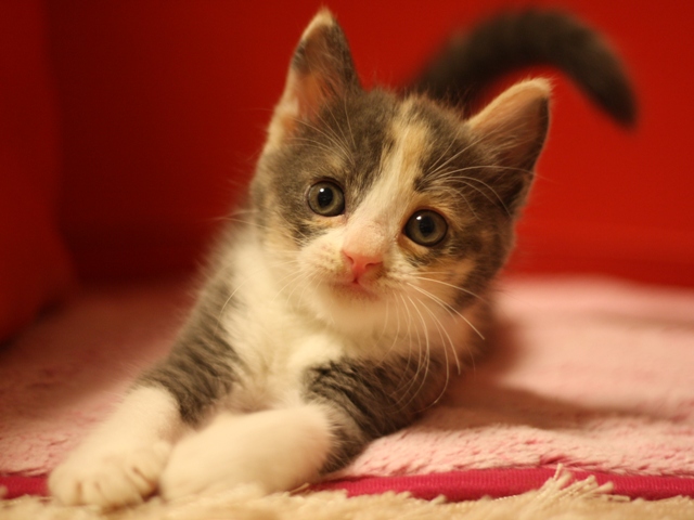 スコティッシュフォールドの子猫画像