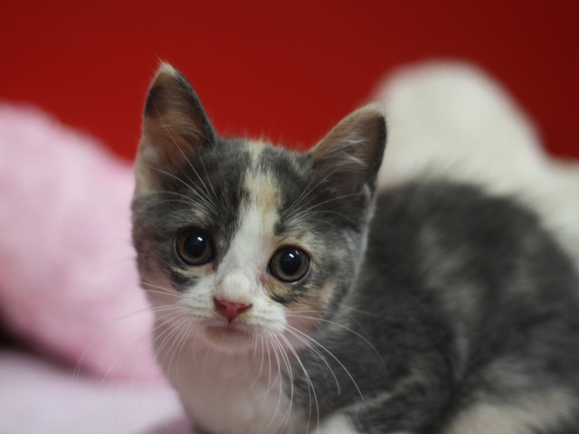 スコティッシュフォールドの子猫画像