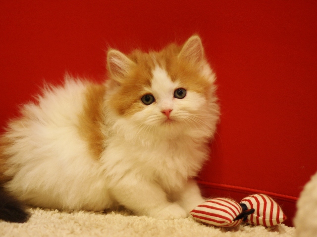 スコティッシュフォールドの子猫画像