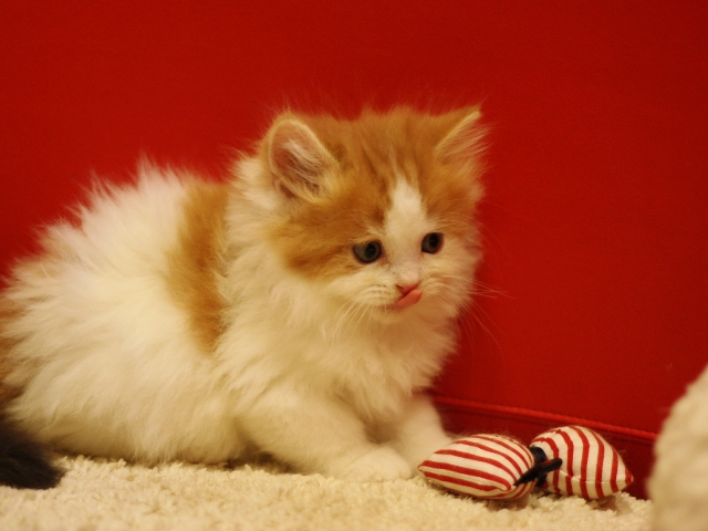 スコティッシュフォールドの子猫画像