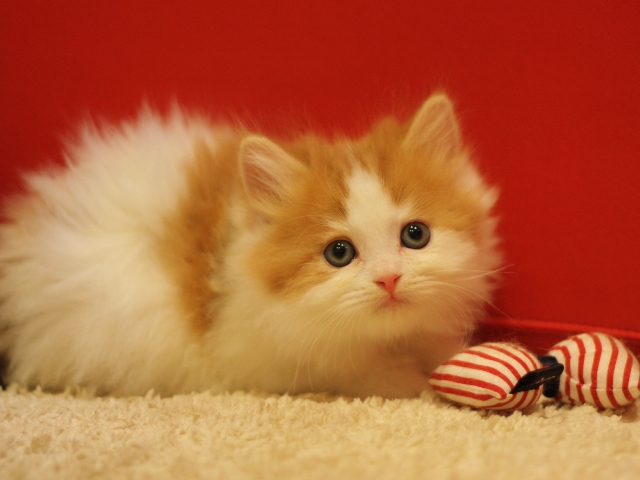 スコティッシュフォールドの子猫画像