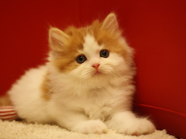 スコティッシュフォールドの子猫画像