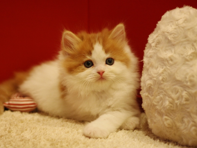 スコティッシュフォールドの子猫画像
