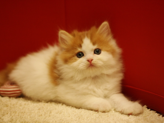 スコティッシュフォールドの子猫画像