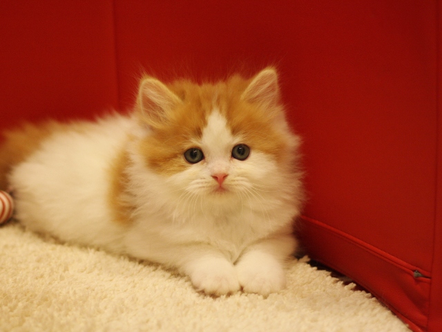 スコティッシュフォールドの子猫画像