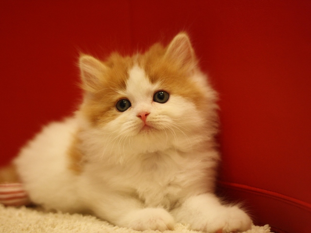 スコティッシュフォールドの子猫画像