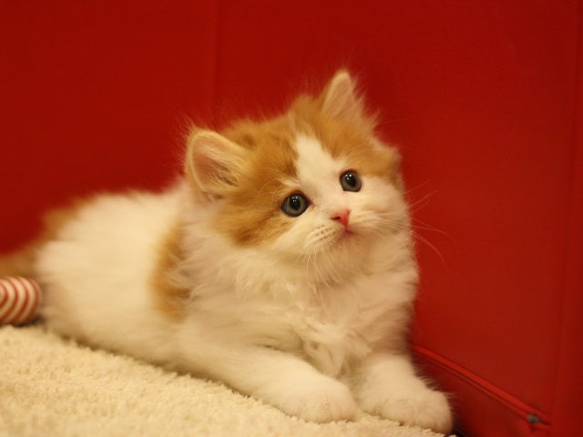スコティッシュフォールドの子猫画像