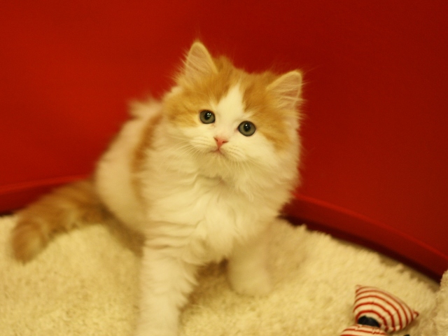 スコティッシュフォールドの子猫画像
