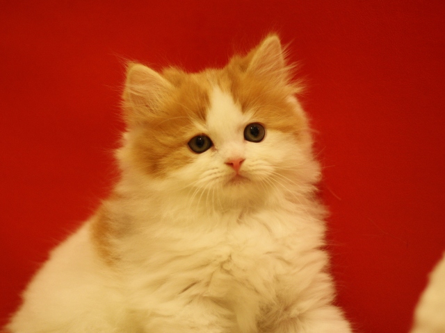 スコティッシュフォールドの子猫画像