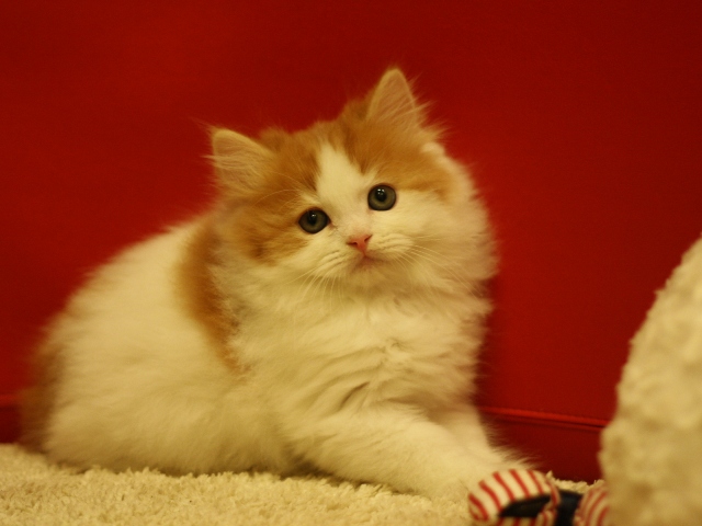 スコティッシュフォールドの子猫画像
