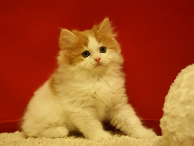 スコティッシュフォールドの子猫画像