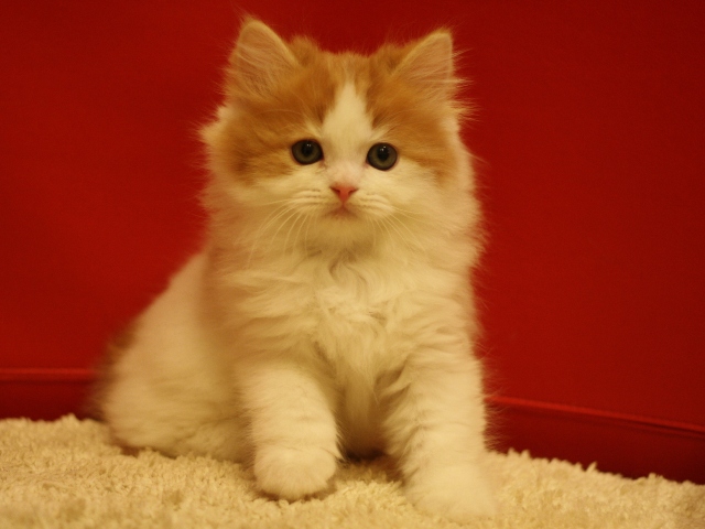 スコティッシュフォールドの子猫画像