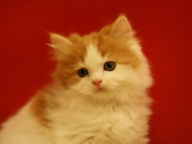 スコティッシュフォールドの子猫画像
