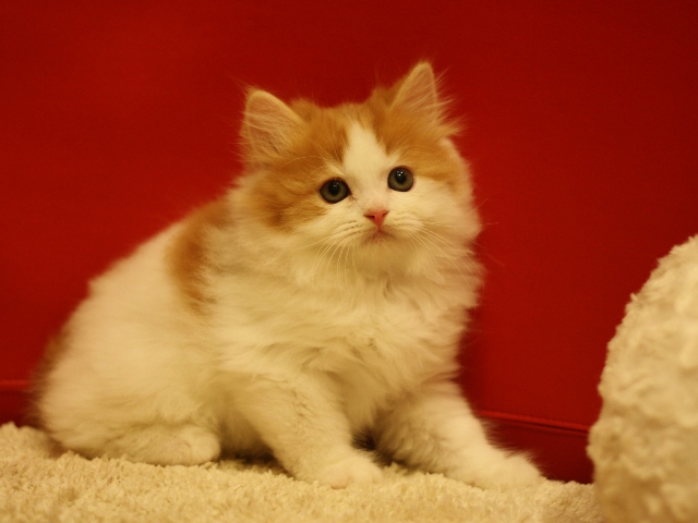 スコティッシュフォールドの子猫画像