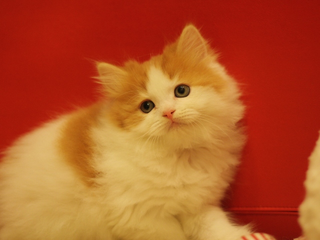 スコティッシュフォールドの子猫画像
