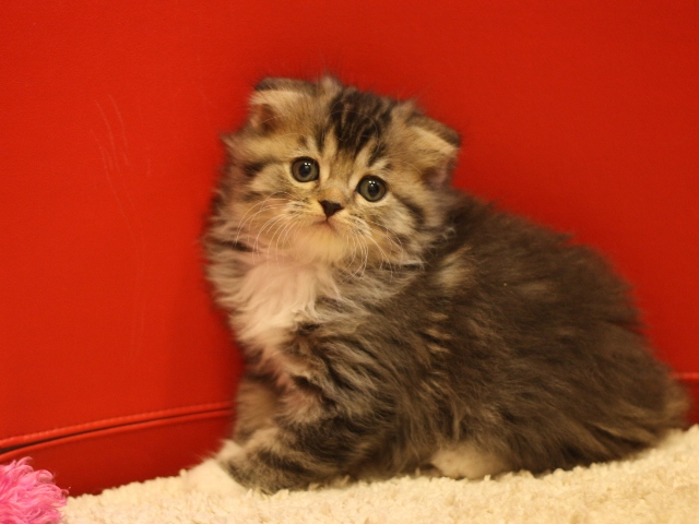 スコティッシュフォールドの子猫画像
