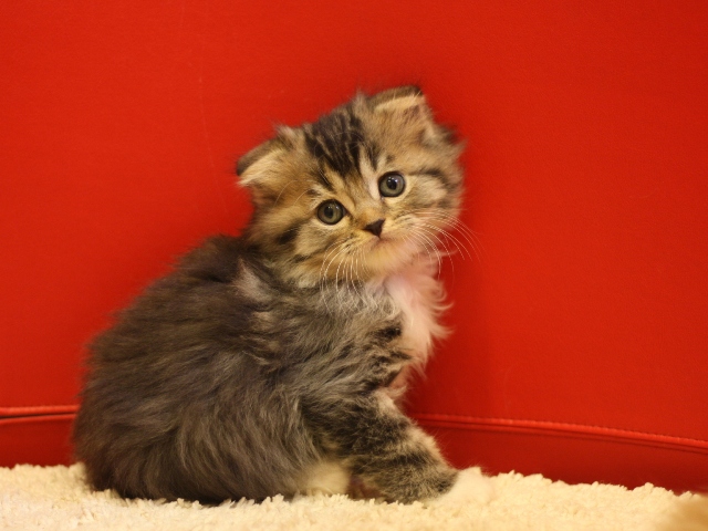 スコティッシュフォールドの子猫画像