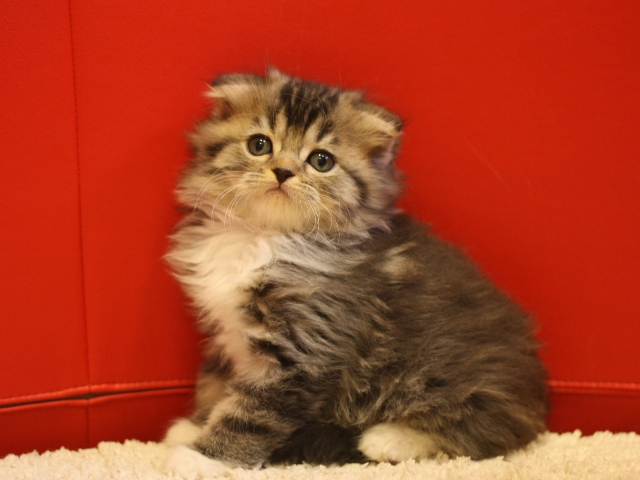 スコティッシュフォールドの子猫画像