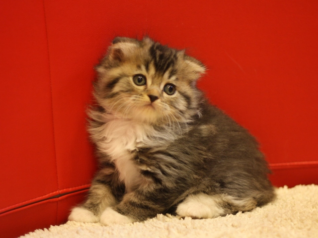 スコティッシュフォールドの子猫画像