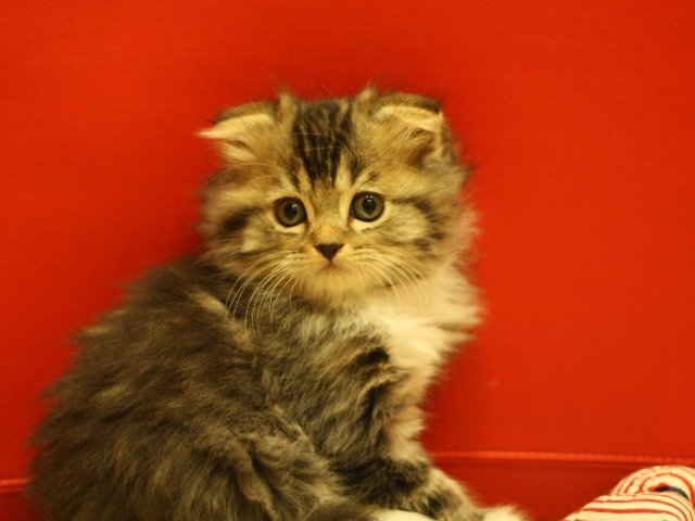 スコティッシュフォールドの子猫画像