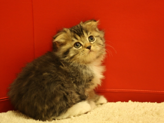 スコティッシュフォールドの子猫画像
