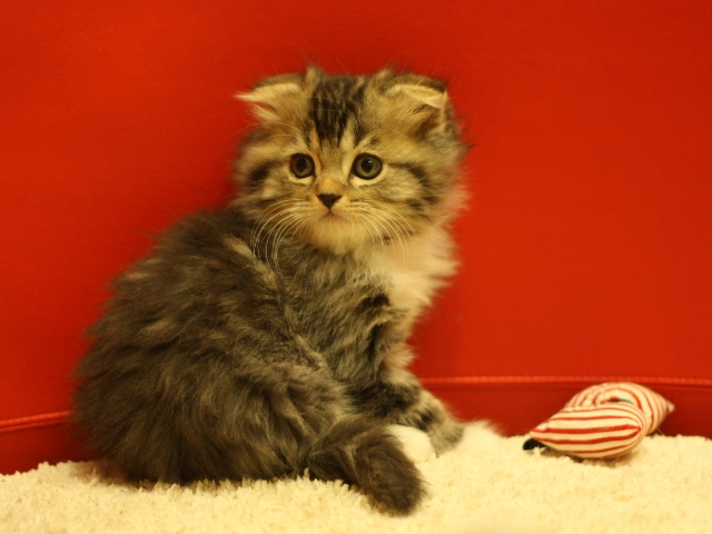 スコティッシュフォールドの子猫画像