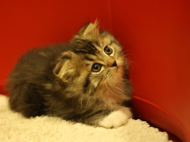 スコティッシュフォールドの子猫画像