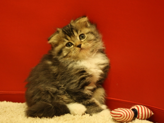 スコティッシュフォールドの子猫画像