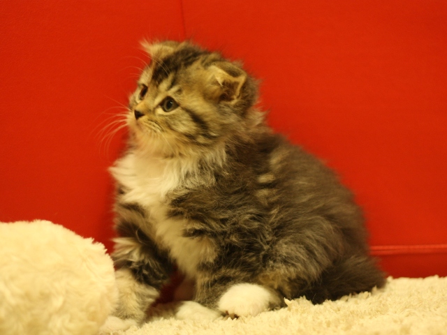 スコティッシュフォールドの子猫画像