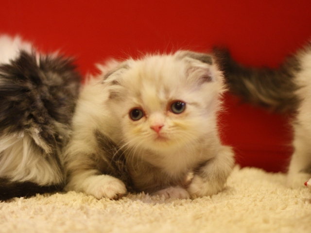 スコティッシュフォールドの子猫画像
