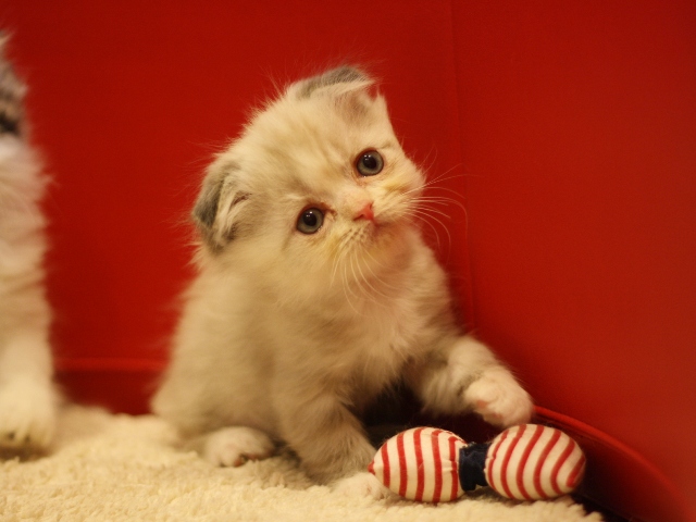 スコティッシュフォールドの子猫画像