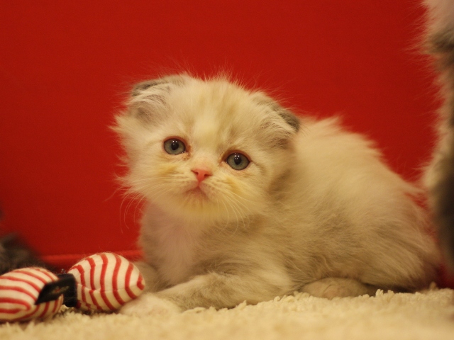 スコティッシュフォールドの子猫画像
