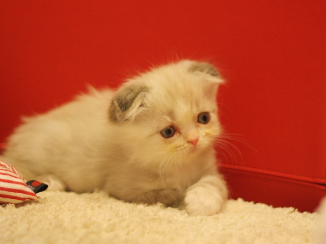 スコティッシュフォールドの子猫画像