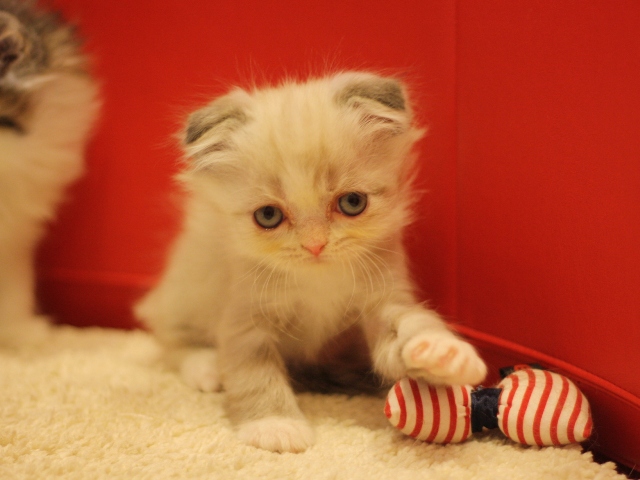 スコティッシュフォールドの子猫画像