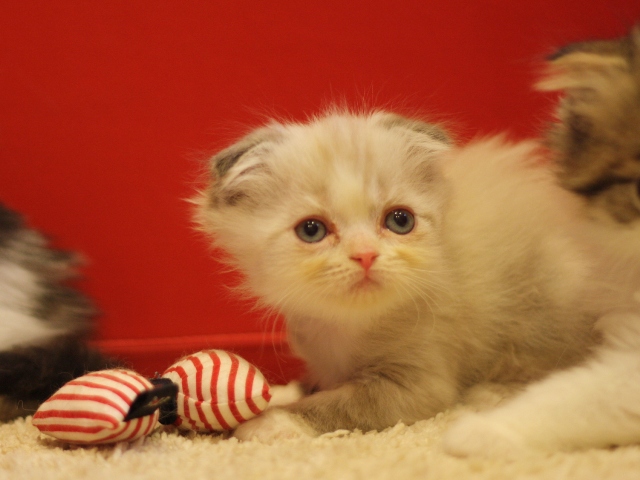 スコティッシュフォールドの子猫画像