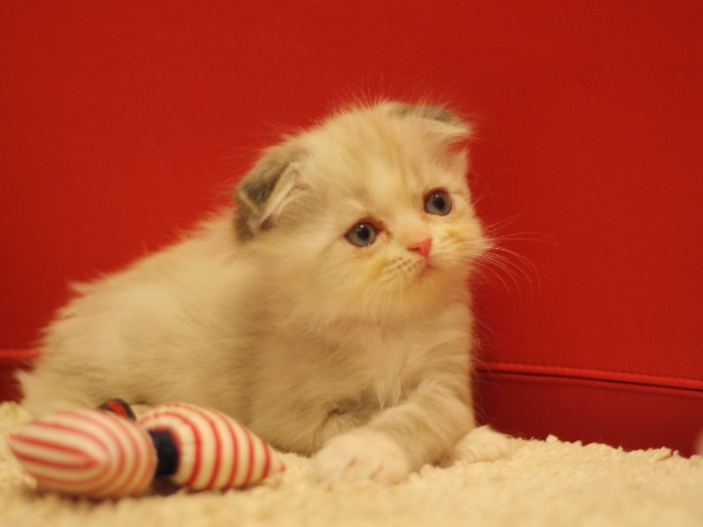 スコティッシュフォールドの子猫画像