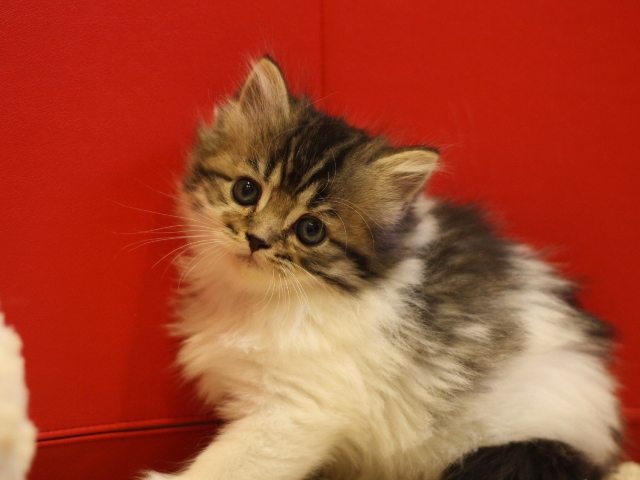 スコティッシュフォールドの子猫画像