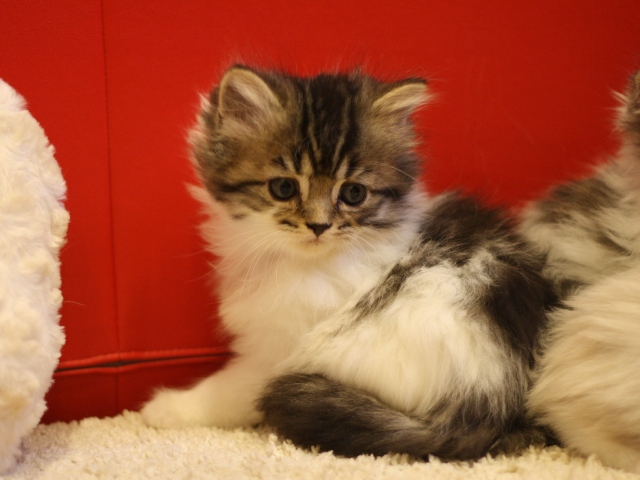 スコティッシュフォールドの子猫画像