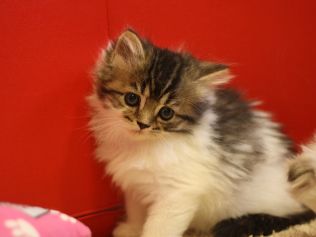スコティッシュフォールドの子猫画像