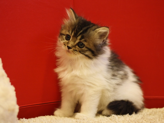 スコティッシュフォールドの子猫画像