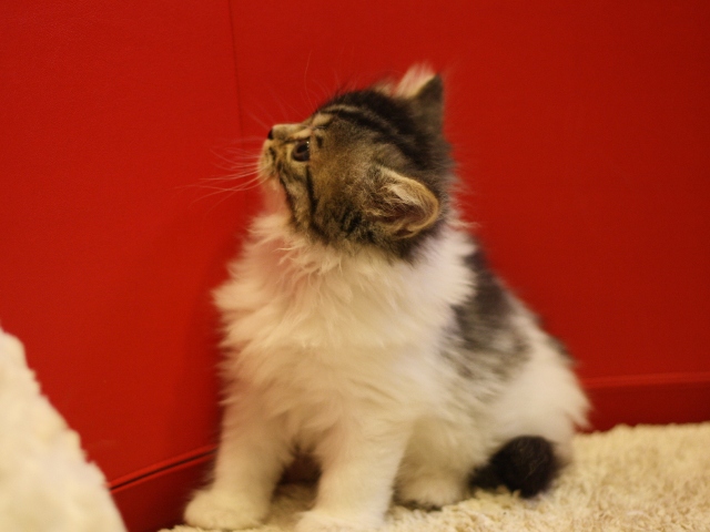 スコティッシュフォールドの子猫画像