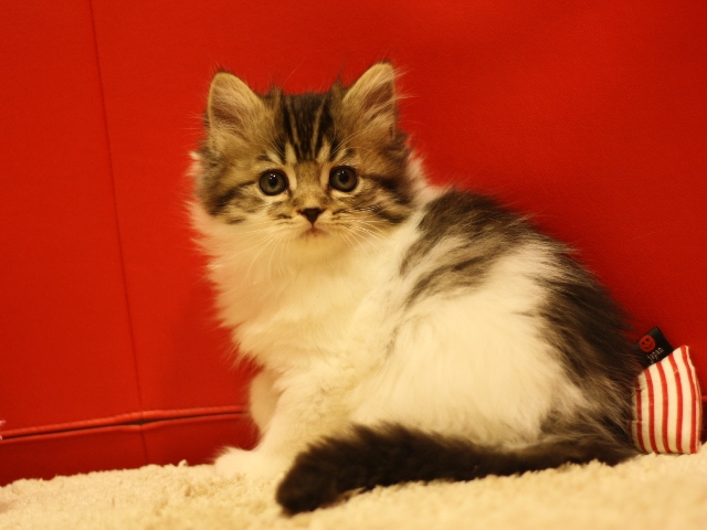 スコティッシュフォールドの子猫画像